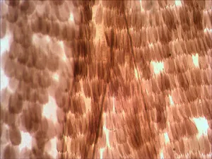 Набор готовых микропрепаратов Levenhuk N10 NG, изображение 10