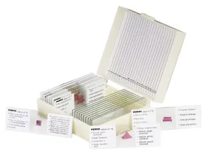 Набор микропрепаратов Konus 10: «Человеческое тело. Норма», изображение 2