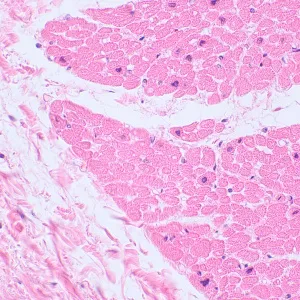 Микроскоп биологический цифровой MAGUS Bio D230TL, изображение 25