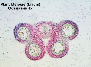Видеоокуляр ToupCam 3,2 Мпикс, изображение 5