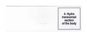 Набор микропрепаратов Levenhuk Discovery Prof DPS 5. «Жизнь в капле воды», изображение 8