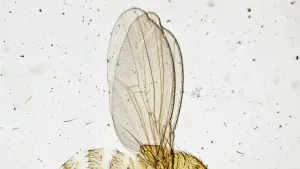 Фотомикроскоп Levenhuk Kelvin Touch KM3, изображение 12