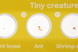 Набор микропрепаратов Levenhuk Discovery «Флора и фауна», 24 шт., изображение 6