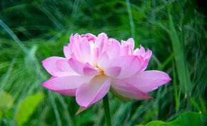 Фототелескоп Levenhuk Kelvin MAK80 AZ, изображение 11