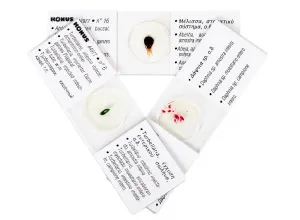 Набор микропрепаратов Konus 25: «Беспозвоночные и насекомые», изображение 6