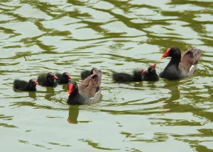 Фототелескоп Levenhuk Kelvin MAK60 mini AZ, изображение 8