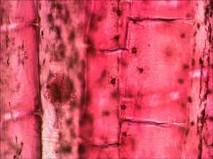 Набор готовых микропрепаратов Levenhuk N10 NG, изображение 9